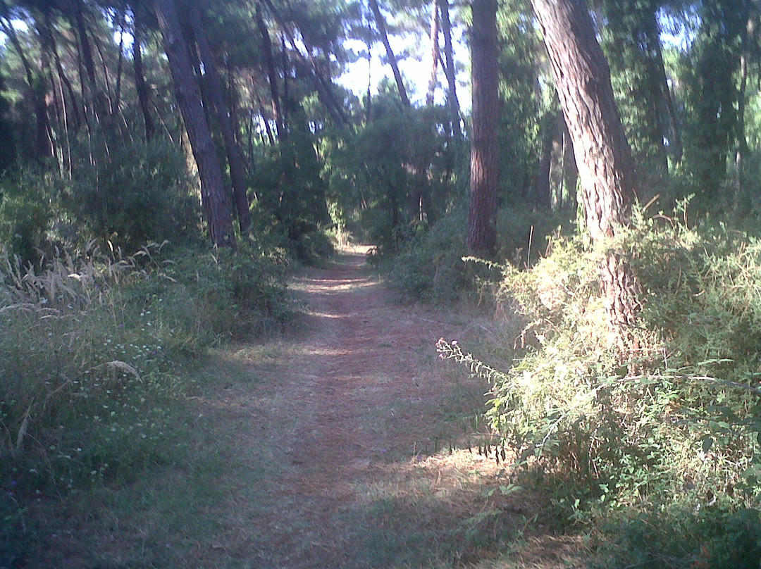 Pineta di Milano Marittima景点图片