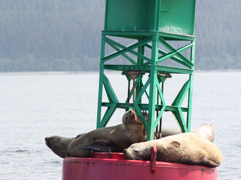 Harv and Marv's Outback Alaska-朱诺必去景点