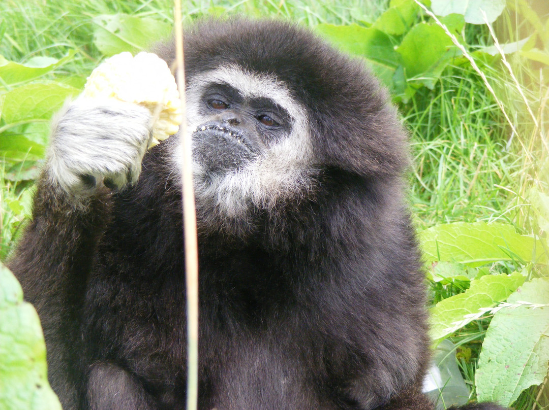 Wales Ape and Monkey Sanctuary景点图片
