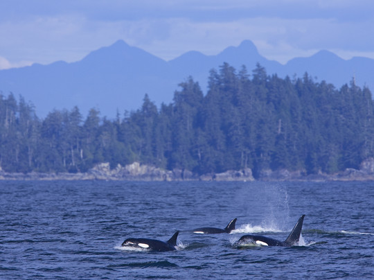 Jamie's Whaling Station & Adventure Centres-托菲诺必去景点