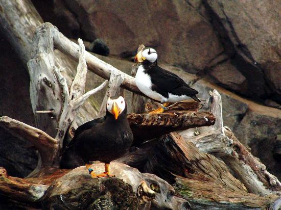 阿拉斯加海洋生物中心-苏厄德必去景点
