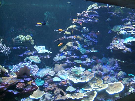 U Shaka Marine World景点图片