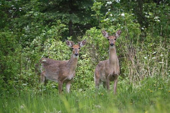 Nel's Bed & Breakast主图