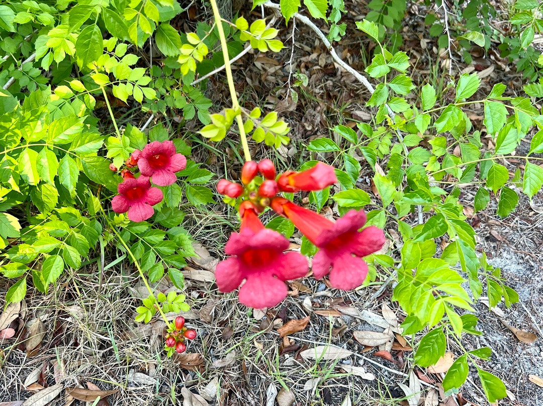 Wall Springs Park景点图片