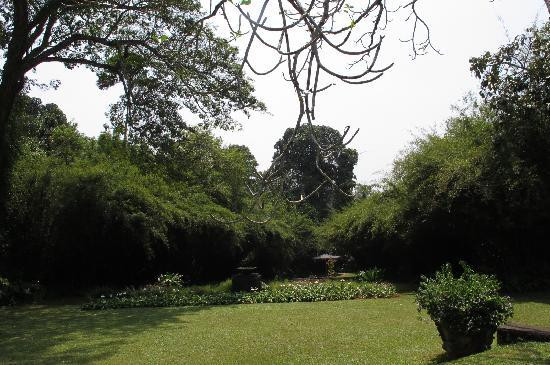 Brief Garden - Bevis Bawa景点图片