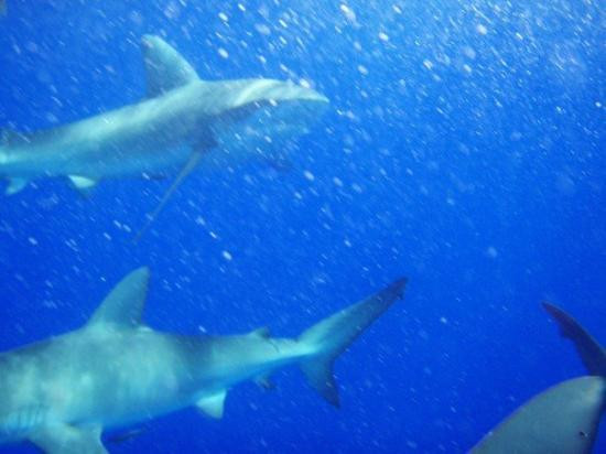 北岸鲨鱼历险记-哈雷瓦必去景点