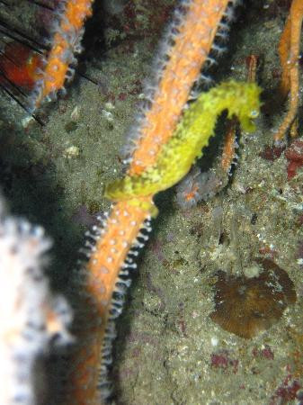 夏基潜水中心-卡伦必去景点