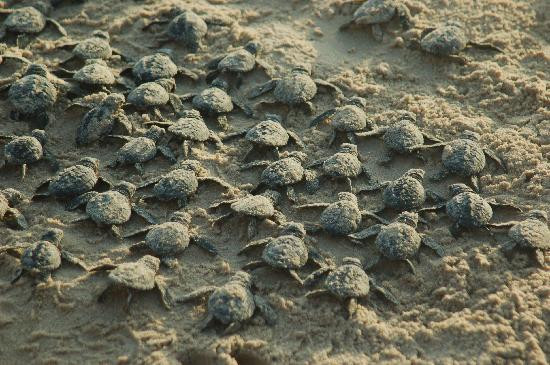 Sea Turtle, Inc.-南帕诸岛必去景点