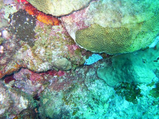 GO WEST Diving-Sabana Westpunt必去景点