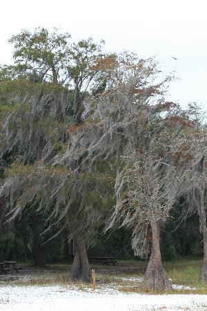 Lake Louisa State Park景点图片