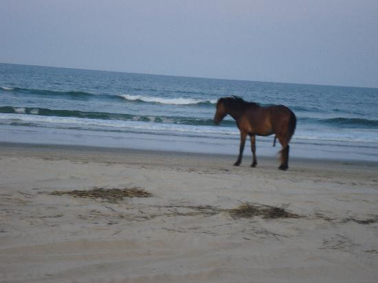 野马冒险之旅-卡罗拉必去景点