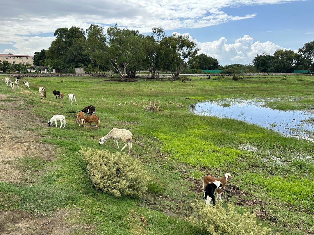 WALK IN ETHIOPIA TOUR AND TRAVEL-亚的斯亚贝巴必去景点