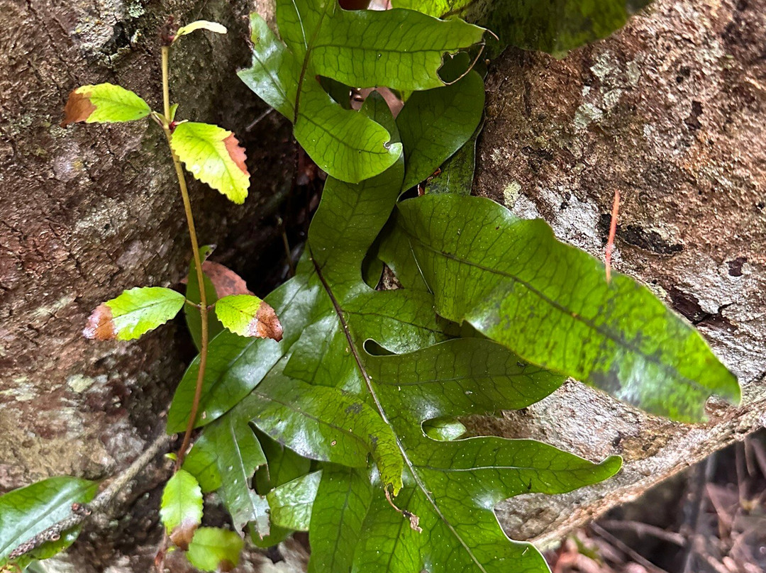 Pakuratahi Forest景点图片