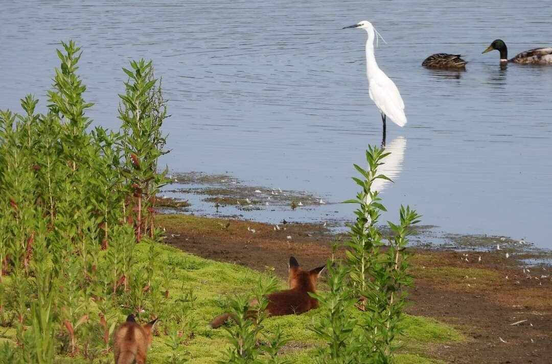 North Cave Wetlands Nature Reserve景点图片