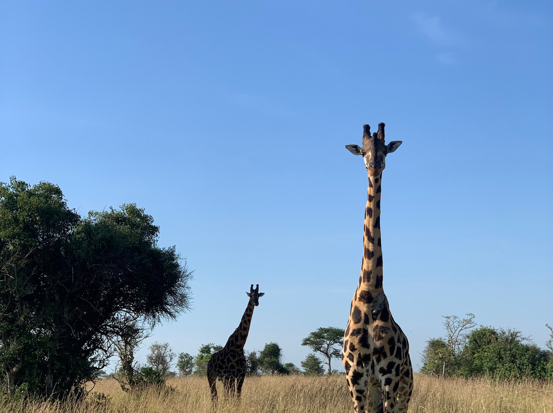 Gofan Safaris & Travel Africa景点图片