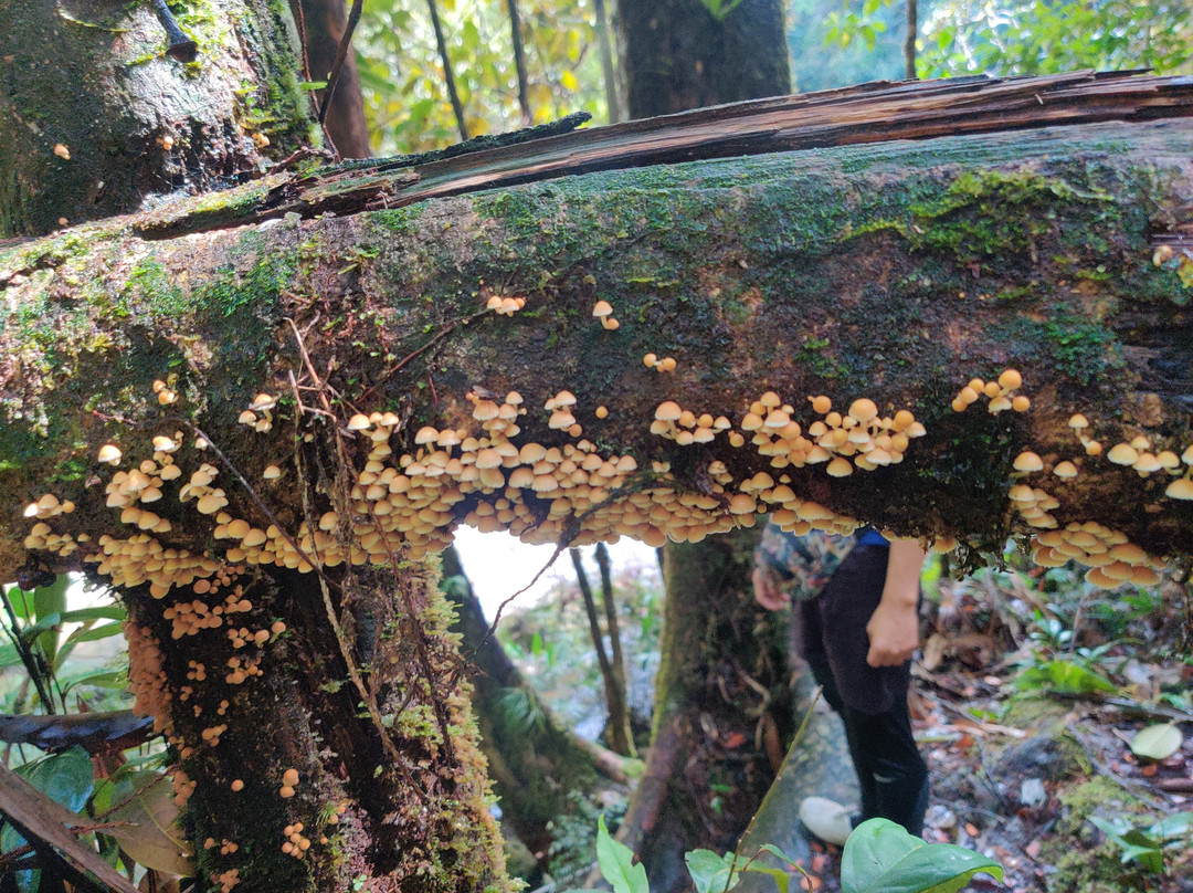 Maliau Basin Conservation Area-斗湖必去景点
