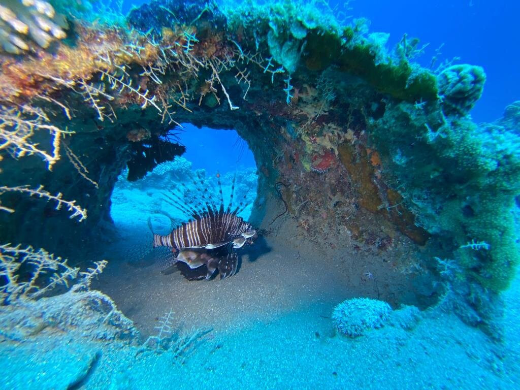 Shams Dive Centre-达哈卜必去景点