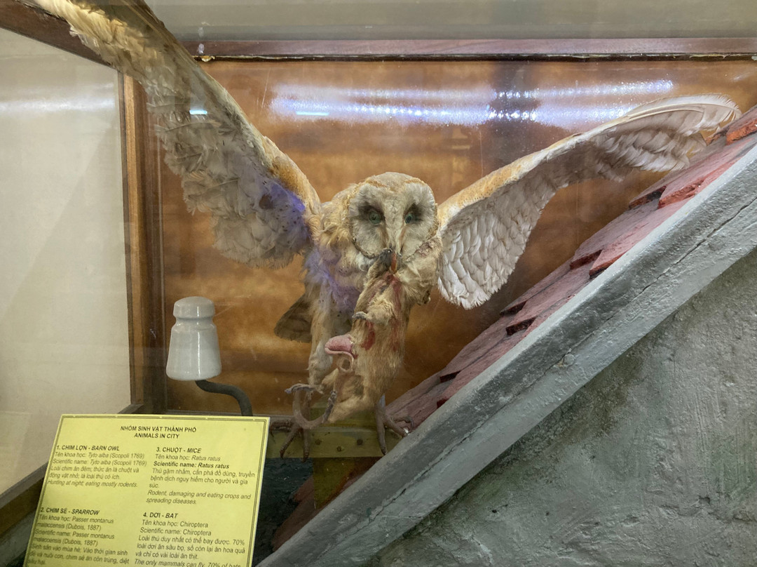 Hai Phong City Museum-海防必去景点