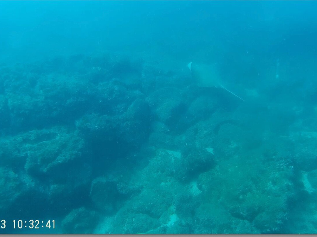 Deep Blue Diving Adventures-Playas del Coco必去景点