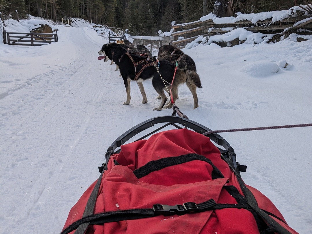 Cold Fire Creek Dogsledding景点图片