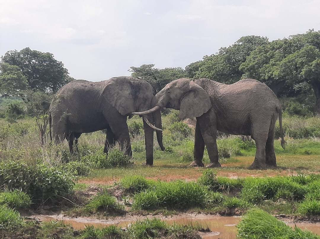 Mothalands Safari Tours Ltd-Iringa必去景点