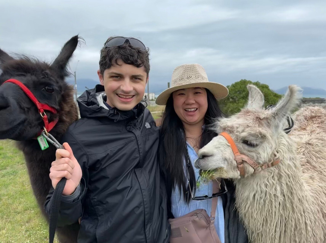 Kaikoura Llama Trekking-Kaikoura必去景点