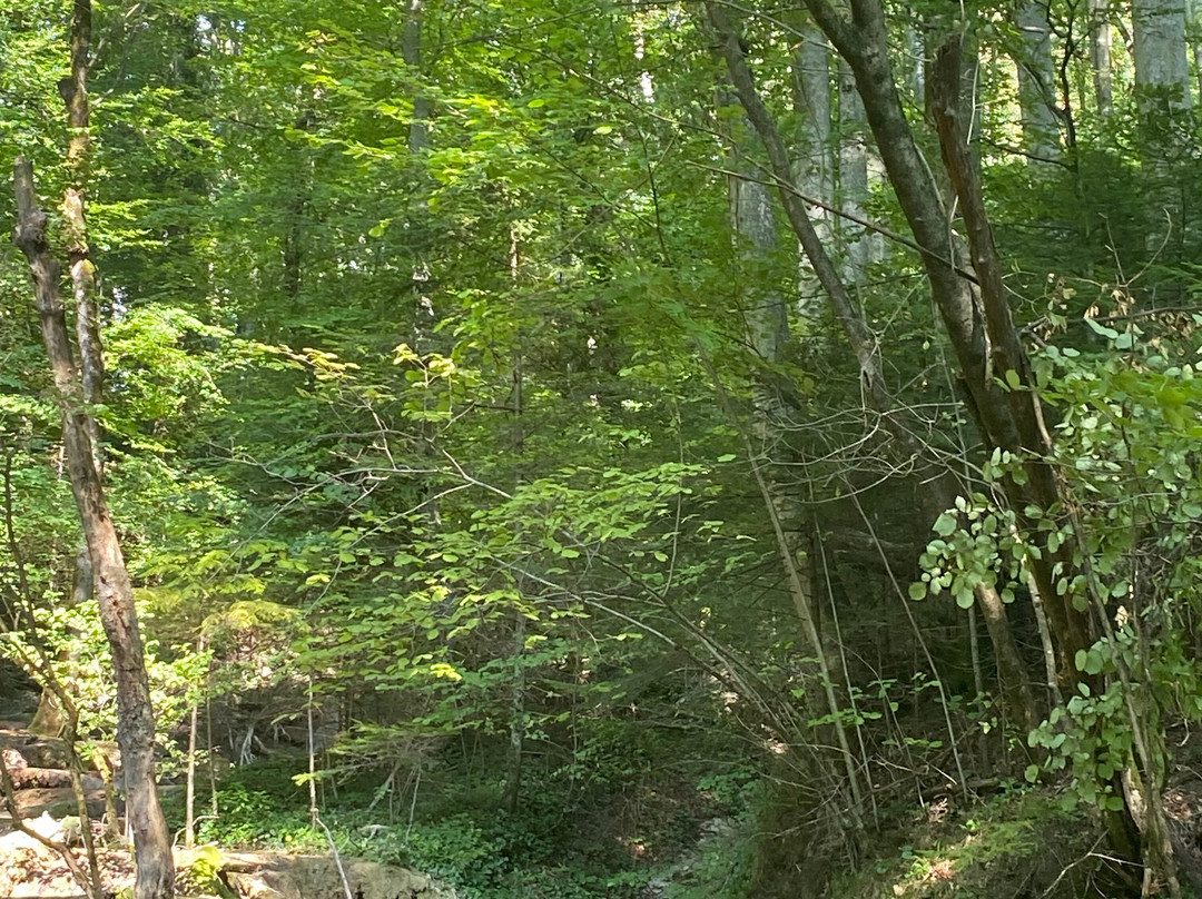Nera Beusnita National Park景点图片