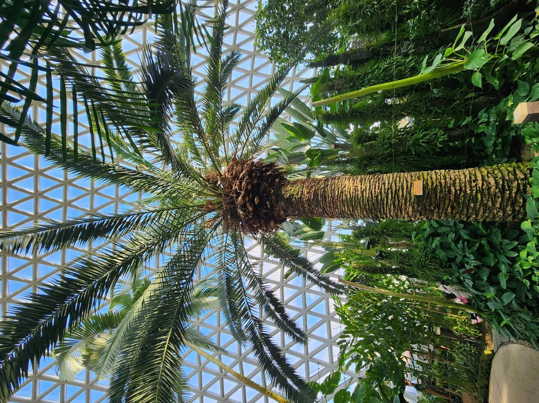 Geoje Botanic Garden Jungle Dome-巨济市必去景点