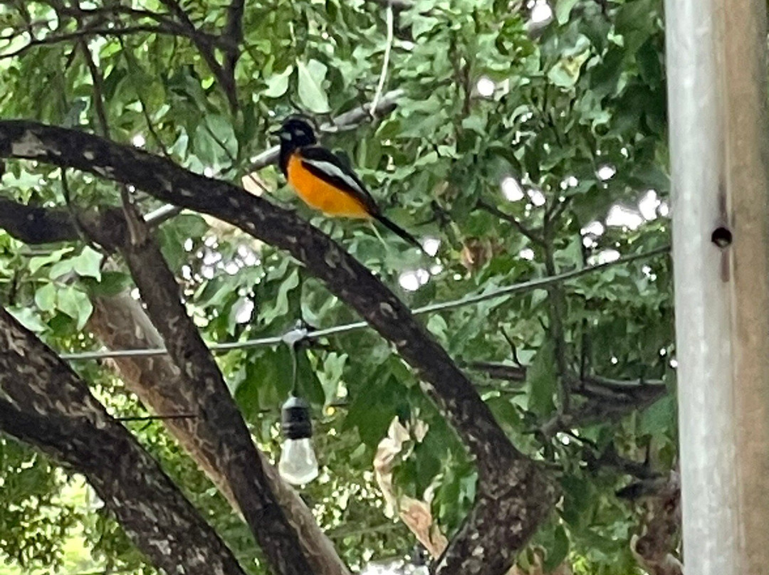 Landhuis Chobolobo-威廉斯塔德必去景点