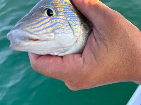 Island Lure Charters-马拉松必去景点