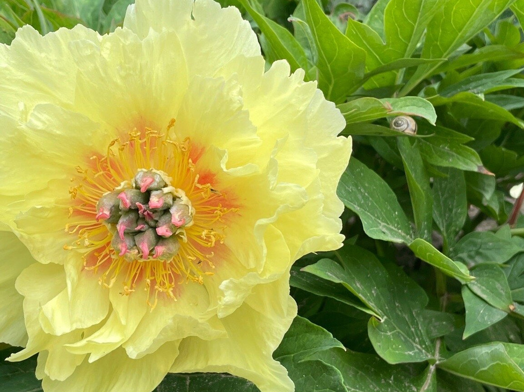Botanischer Garten Christiansberg景点图片