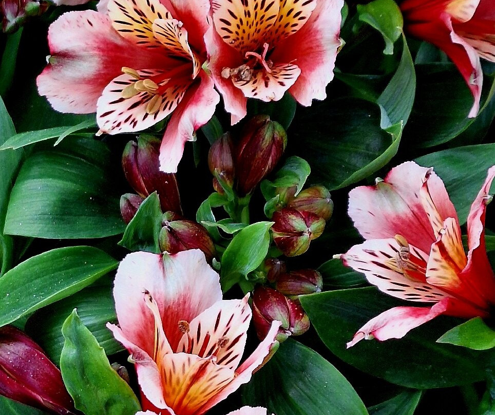 Laurel Bank Park-图沃柏必去景点