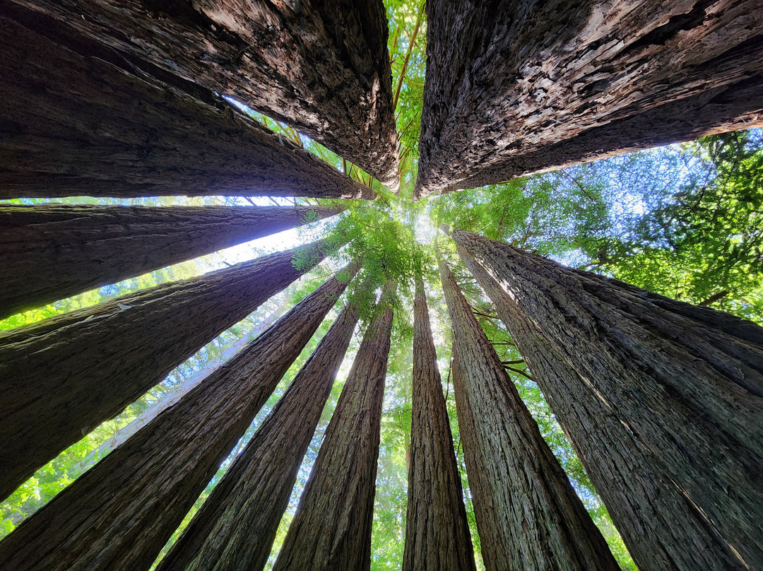 Gualala River Redwood Park景点图片