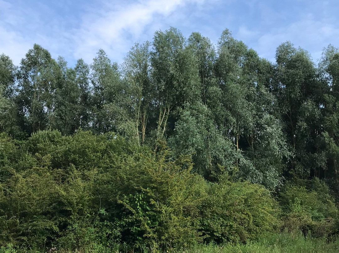 Schinkelbos-Aalsmeer必去景点