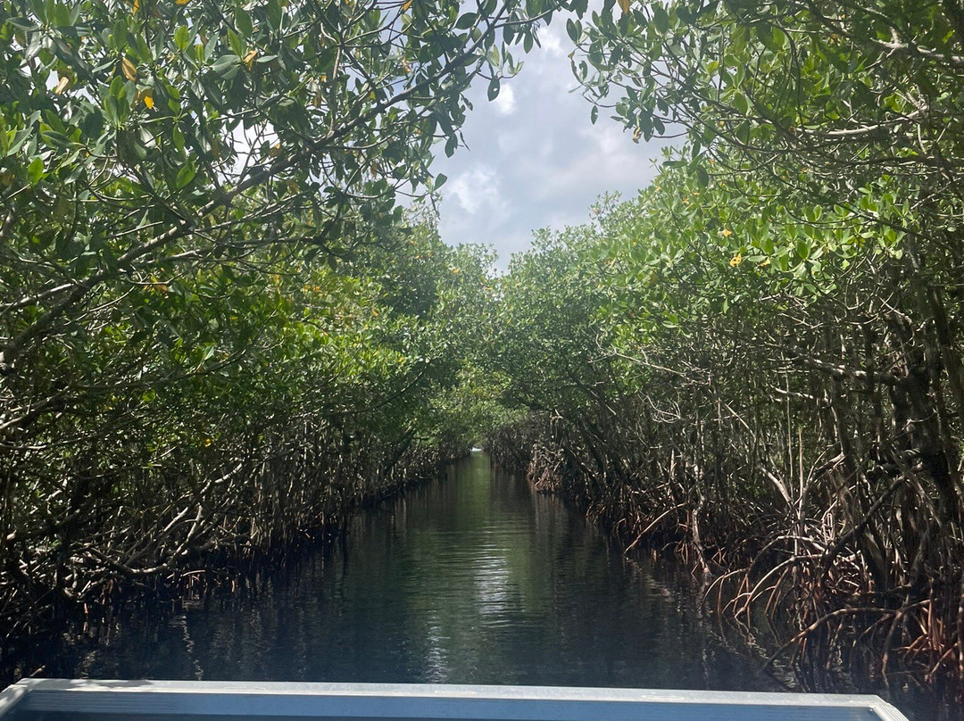 Everglades City Airboat Tours景点图片