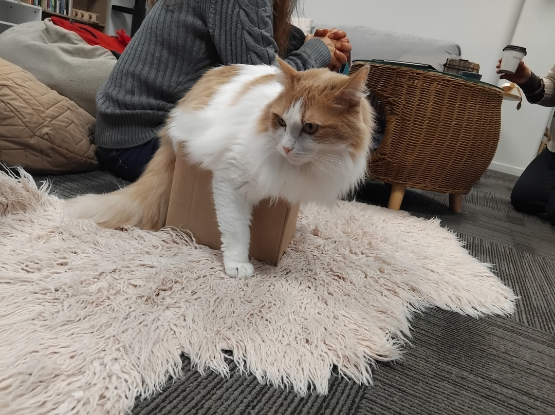 Neko Ngeru Cat Cafe景点图片