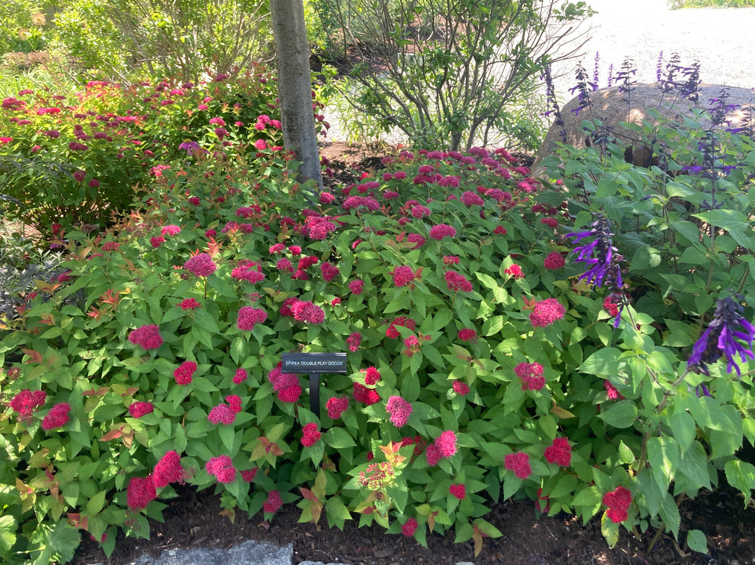 Charlotte Rhoades Garden and Butterfly Park景点图片