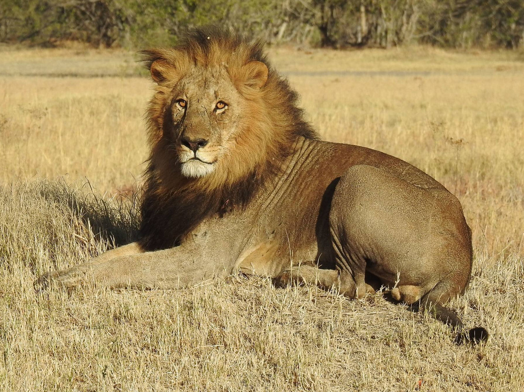 African Bush Lovers Travel & Tours Safaris景点图片