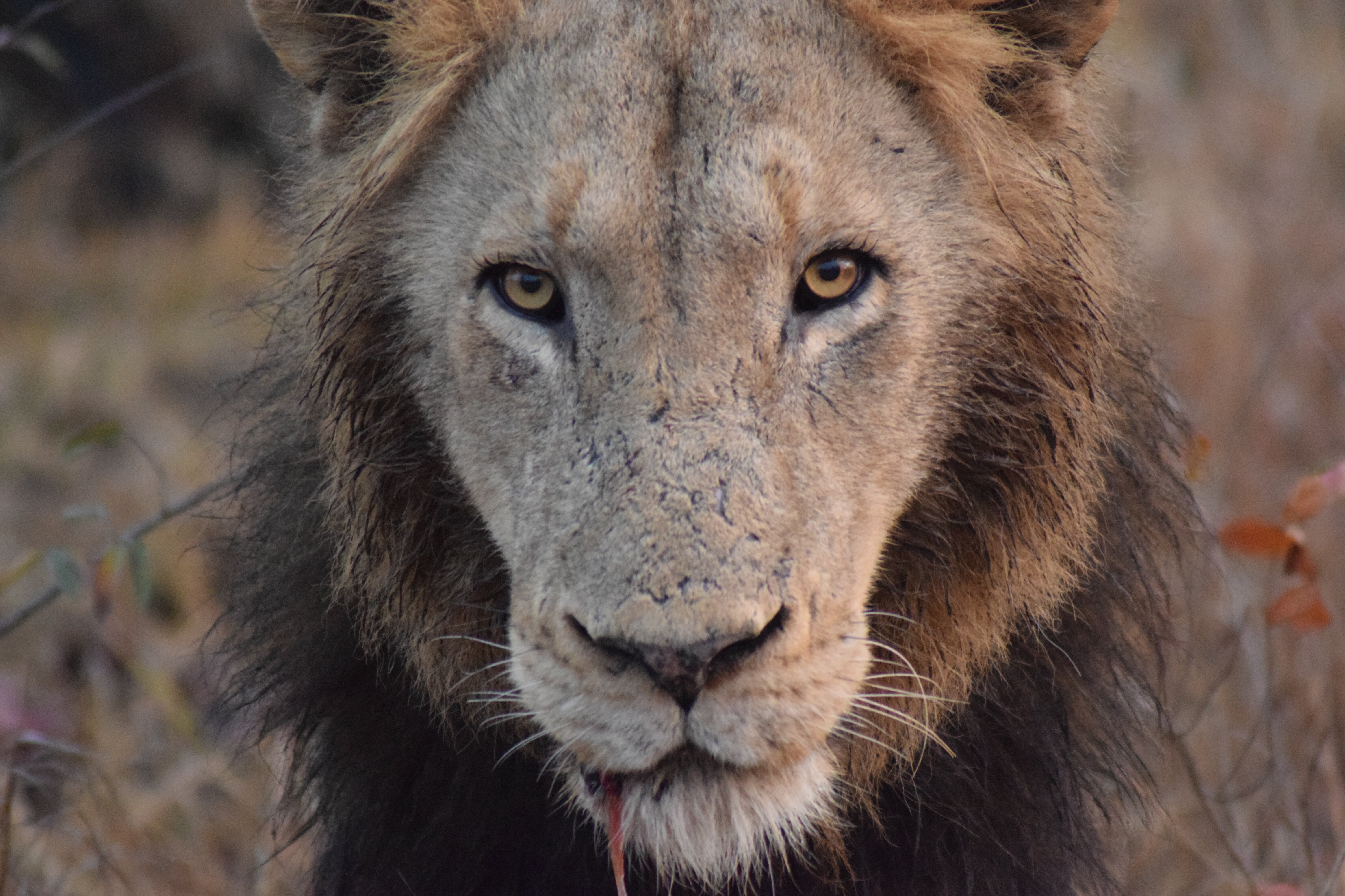 Thabamati Luxury Tented Camp-浴室