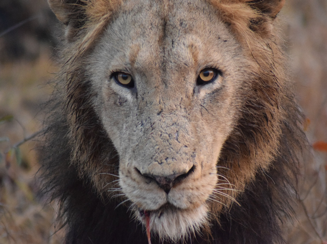 Thabamati Luxury Tented Camp主图