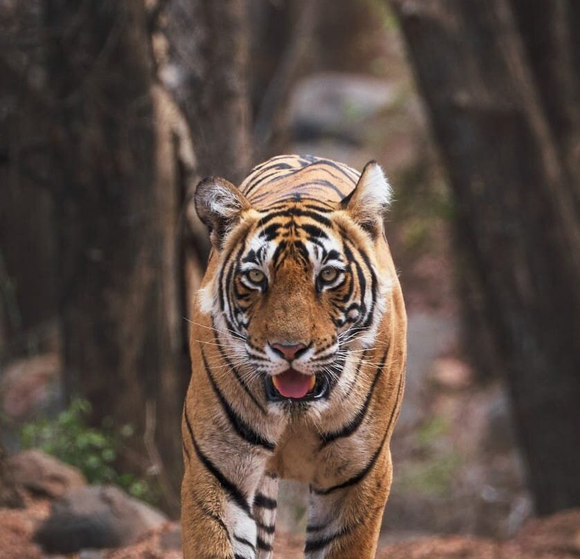 Ramgarh Vishdhari Tiger Reserve景点图片