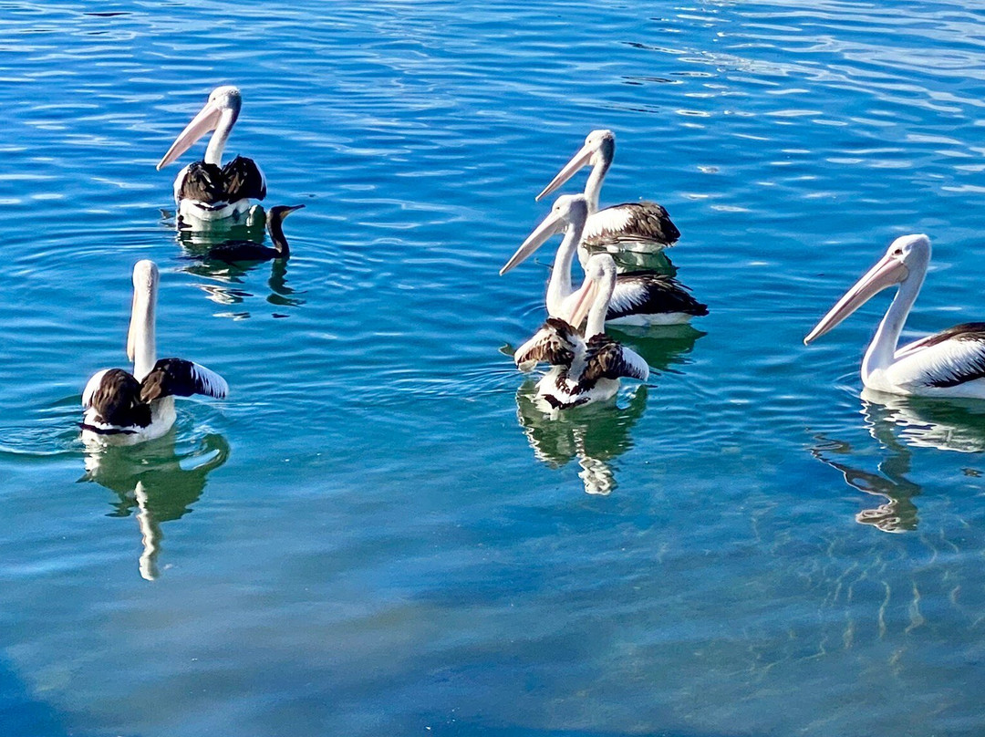 Broadwater Oysters景点图片