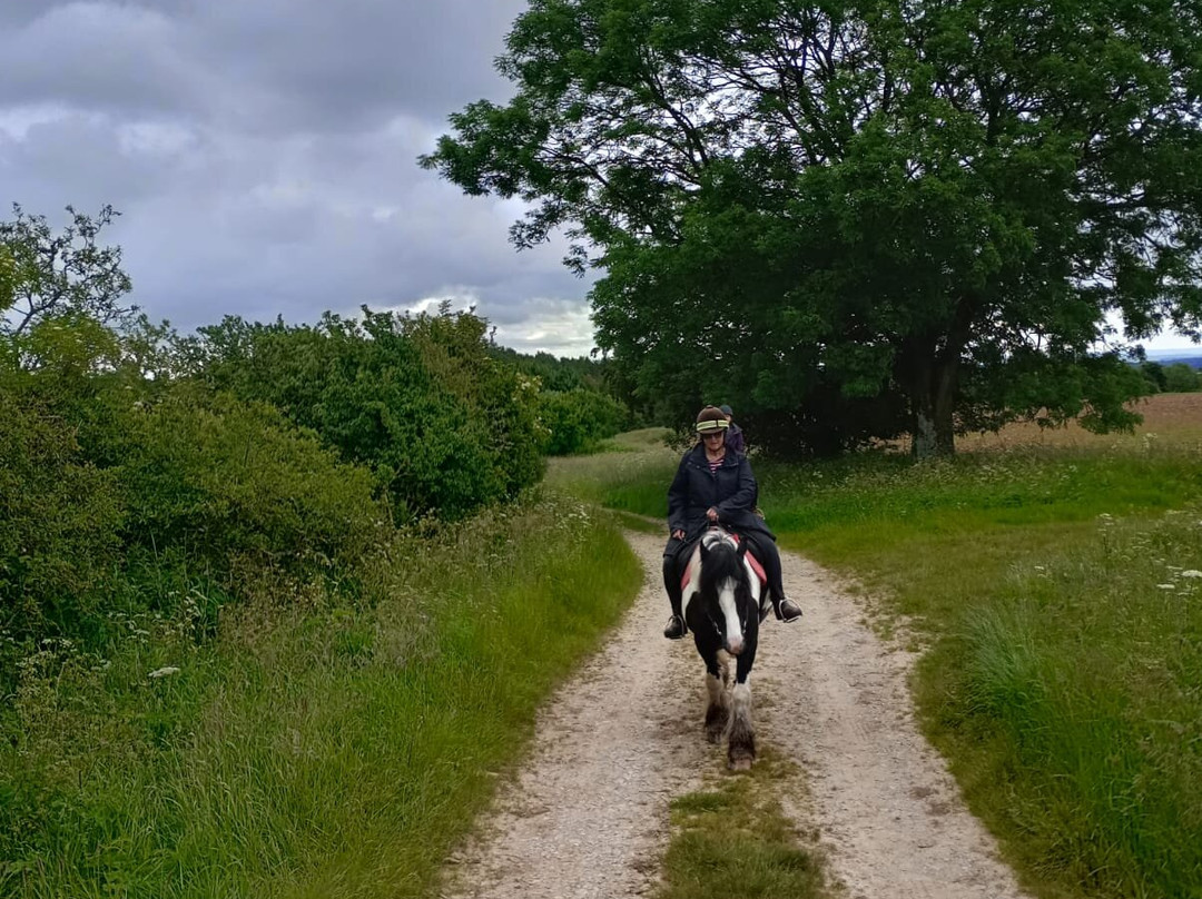 Bilsdale Riding Centre景点图片