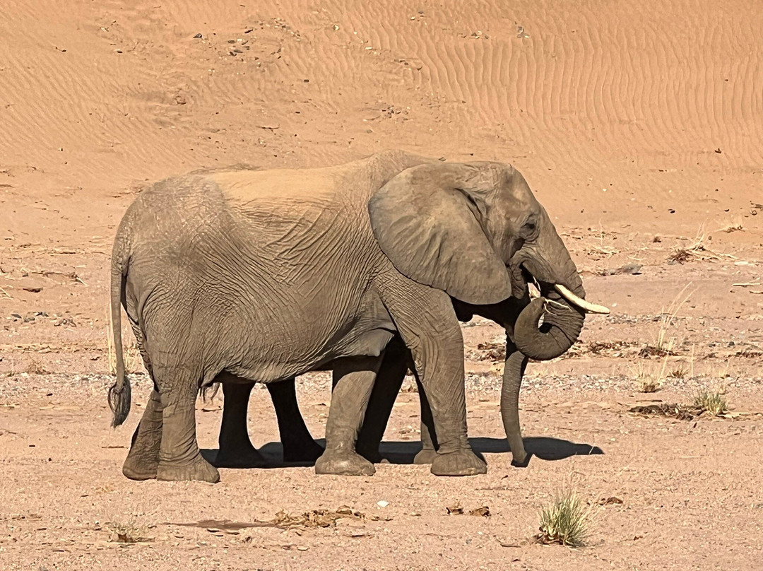 Twyfelfontein Elephant Drives景点图片