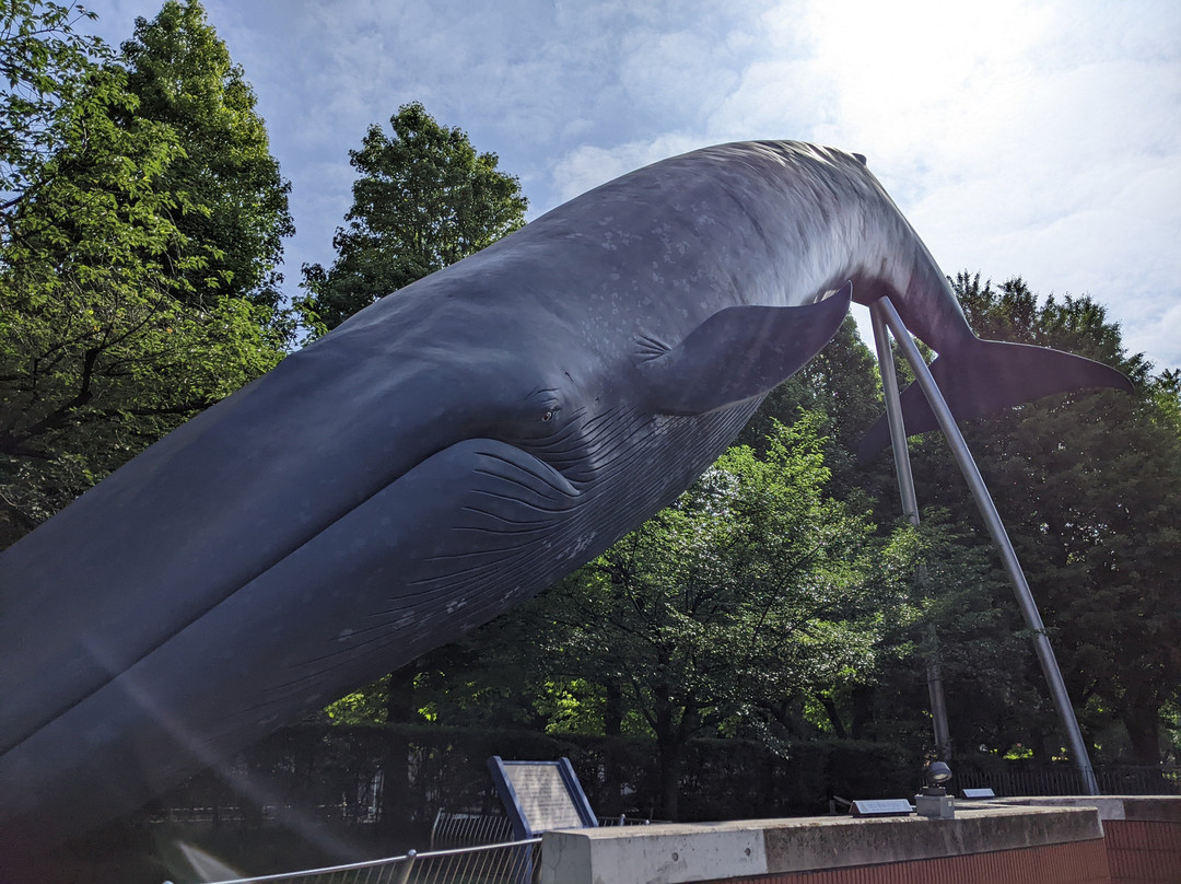 Blue Whale Full Size Model景点图片