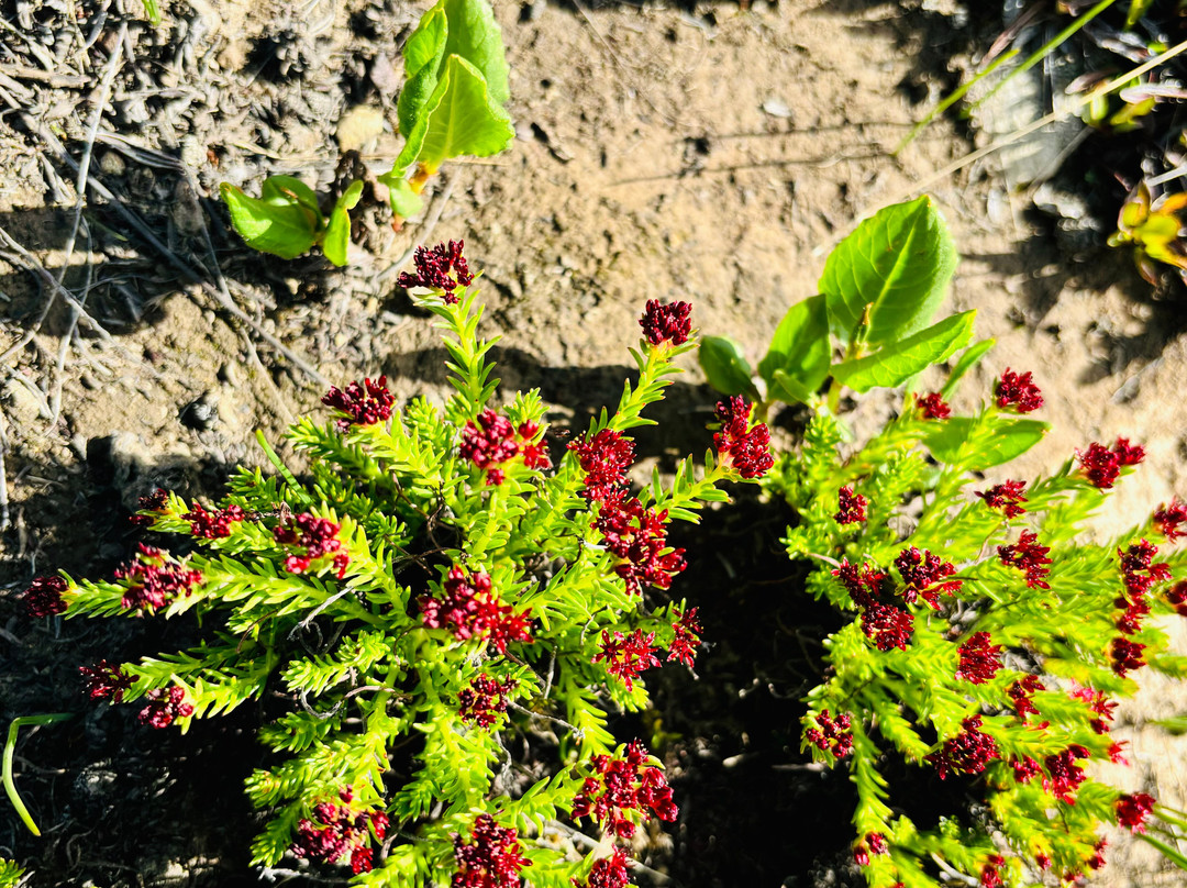 Deosai National Park-Skardu必去景点