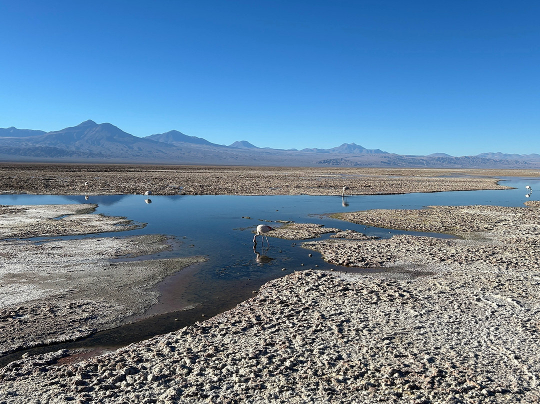 Laguna Chaxa-圣佩德罗-德阿塔卡马必去景点