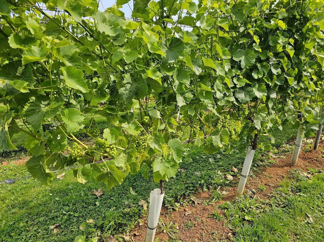 Larkhill Vineyard-泰特伯里必去景点