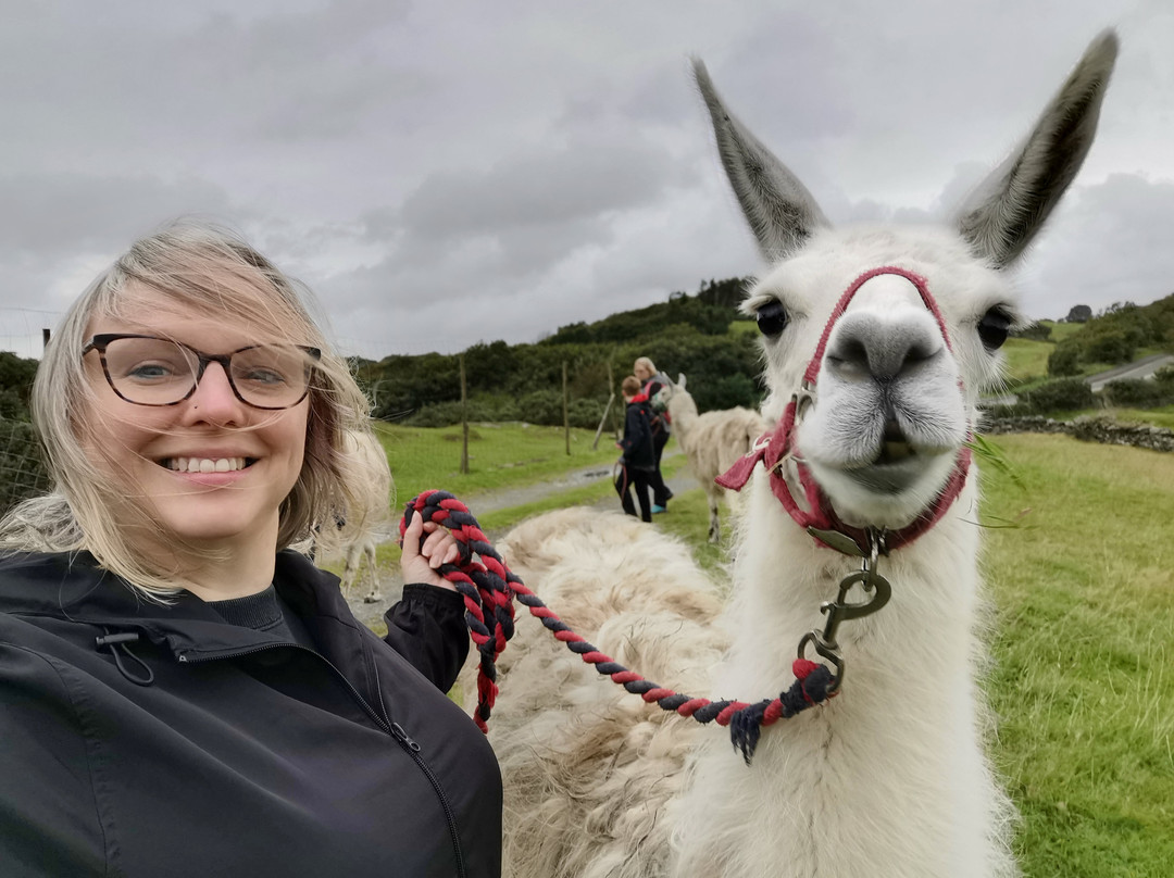 Black Rock Llamas景点图片