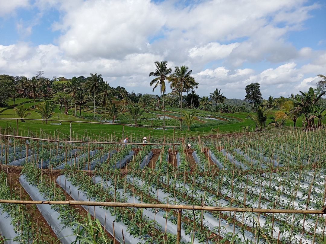 Javanese Vacation-Yogyakarta必去景点